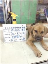 【待認養】混種犬 狗 (女生) - 雲林縣流浪動物收容所