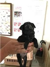 【待認養】混種犬 狗 (女生) - 新竹縣動物保護教育園區