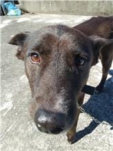 【待認養】混種犬 狗 (男生) - 新北市八里區公立動物之家