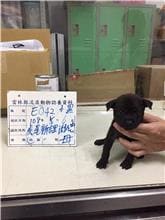 【待認養】混種犬 狗 (女生) - 雲林縣流浪動物收容所