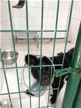 【待認養】混種犬 狗 (男生) - 連江縣流浪犬收容中心