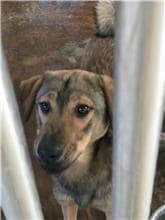 【待認養】混種犬 狗 (女生) - 澎湖縣流浪動物收容中心