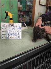 【待認養】混種犬 狗 (男生) - 雲林縣流浪動物收容所