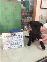 【待認養】混種犬 狗 (女生) - 雲林縣流浪動物收容所