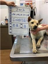 【待認養】混種犬 狗 (女生) - 雲林縣流浪動物收容所