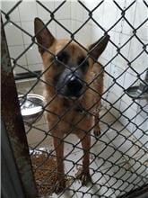 【待認養】混種犬 狗 (男生) - 連江縣流浪犬收容中心