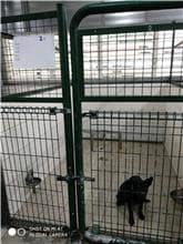 【待認養】混種犬 狗 (女生) - 連江縣流浪犬收容中心