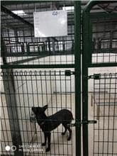 【待認養】混種犬 狗 (女生) - 連江縣流浪犬收容中心