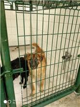 【待認養】混種犬 狗 (男生) - 連江縣流浪犬收容中心