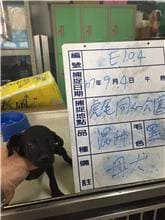 【待認養】混種犬 狗 (女生) - 雲林縣流浪動物收容所