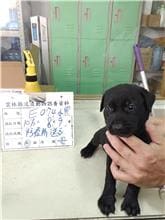 【待認養】混種犬 狗 (女生) - 雲林縣流浪動物收容所