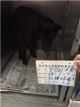 【待認養】混種犬 狗 (男生) - 雲林縣流浪動物收容所