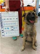 【待認養】混種犬 狗 (女生) - 雲林縣流浪動物收容所