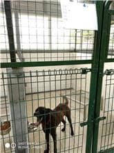 【待認養】混種犬 狗 (男生) - 連江縣流浪犬收容中心