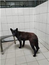 【待認養】混種犬 狗 (女生) - 連江縣流浪犬收容中心