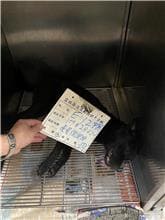 【待認養】混種犬 狗 (女生) - 雲林縣流浪動物收容所