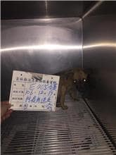 【待認養】混種犬 狗 (男生) - 雲林縣流浪動物收容所