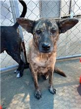 【待認養】混種犬 狗 (女生) - 桃園市動物保護教育園區