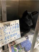【待認養】混種犬 狗 (女生) - 雲林縣流浪動物收容所