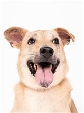 【待認養】混種犬 狗 (男生) - 臺北市動物之家