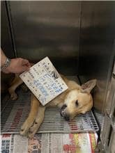 【待認養】混種犬 狗 (男生) - 雲林縣流浪動物收容所