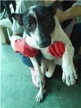 【待認養】混種犬 狗 (女生) - 屏東縣公立犬貓中途之家