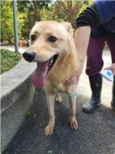 【待認養】混種犬 狗 (女生) - 新竹縣動物保護教育園區