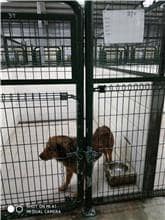 【待認養】混種犬 狗 (男生) - 連江縣流浪犬收容中心