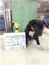 【待認養】混種犬 狗 (女生) - 雲林縣流浪動物收容所