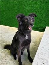 【待認養】混種犬 狗 (男生) - 南投縣公立動物收容所