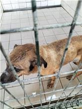 【待認養】混種犬 狗 (女生) - 連江縣流浪犬收容中心