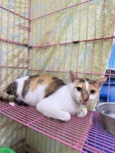 【待認養】混種貓 貓 (女生) - 新北市八里區公立動物之家