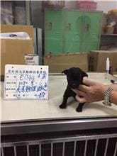 【待認養】混種犬 狗 (女生) - 雲林縣流浪動物收容所