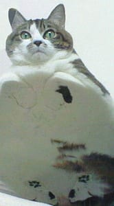 環球購物中心股份有限公司桃園分公司