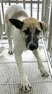 【待認養】混種犬 狗 (女生) - 花蓮縣狗貓躍動園區