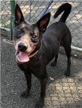 【待認養】混種犬 狗 (男生) - 臺北市動物之家