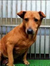 【待認養】混種犬 狗 (女生) - 新北市五股區公立動物之家