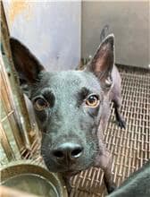 【待認養】混種犬 狗 (女生) - 彰化縣流浪狗中途之家