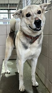 【待認養】混種犬 狗 (男生) - 花蓮縣狗貓躍動園區
