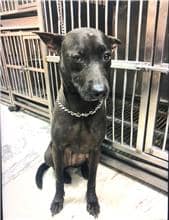 【待認養】混種犬 狗 (女生) - 新北市五股區公立動物之家