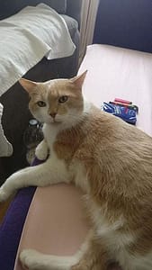 保平莊柴犬專業犬舍