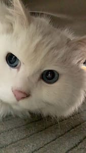 小林家法國鬥牛犬舍