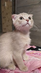 小老師寵物美容