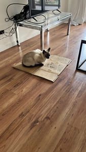 療癒貓窩企業社