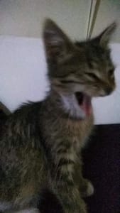 雅將犬舍