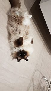 高登犬舍