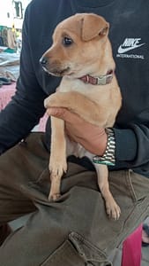 【待認養】混種犬 狗 (男生) - 屏東縣公立犬貓中途之家