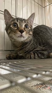 【待認養】混種犬 狗 (男生) - 新北市新店區公立動物之家