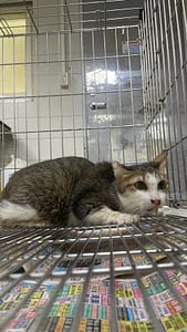 【待認養】混種貓 貓 (女生) - 新北市新店區公立動物之家