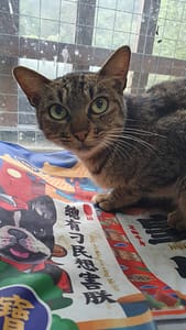 【待認養】混種貓 貓 (女生) - 新北市新店區公立動物之家